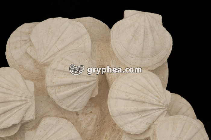 Pectens fossiles - gryphea.com